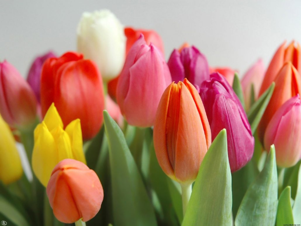 diversas-flores-tulipas